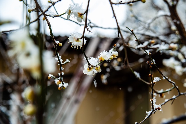 本次师生羽